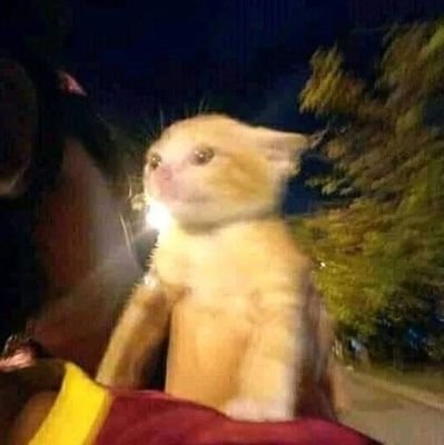 nyebatdolo's profile picture. nobody