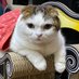 satomin (@baburuneko) Twitter profile photo satomin (@baburuneko) Twitter profile photo