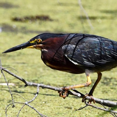 Wildlife fan. Admirer and photographer of all things nature, but especially birds, bugs, and flowers. All photos mine except retweets.