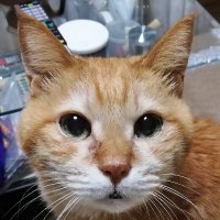 あんそにぃ (@ansonyy2) 's Twitter Profile
