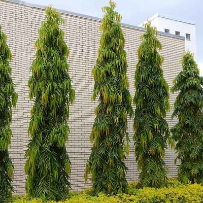 raiyanrifqi's profile picture. Milanisti Indonesia Sezione Aceh