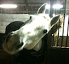 talking_horse's profile picture. Probably the most comprehensive collection of news from around the world of horse sport
