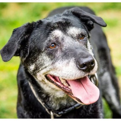 Feel good #adoptseniorpets account that tweets the grateful smiles of #seniordogs adopted from shelters today! #youngatheart  🐾 Sister account of @rescuedpups