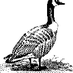 Wild Geese Seattle (@wildgeesesea) Twitter profile photo Wild Geese Seattle (@wildgeesesea) Twitter profile photo