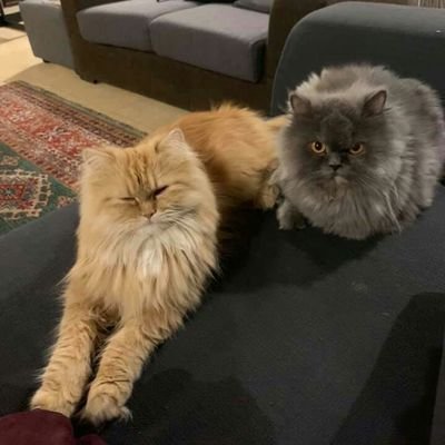 Feras63636261's profile picture. live & let live