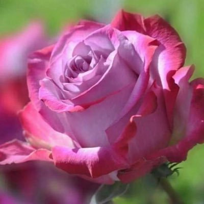 FrmpSaxssxXGk4F's profile picture. قف على ناصية الحلم وقاتل