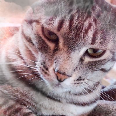 Catsaaaaan's profile picture. The hateful thing is a lie.