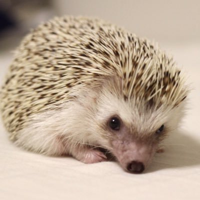 🐱ふづき(♂🎂2021/4~)のお世話係/🦔朔ちゃん(︎︎ ♀2016/3~2020/3/5)🦔弦之介(♂2019/4/26~2023/5/1) ほぼ動物アカと化してるけど、違うことも呟きます