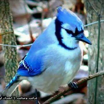 ‏‏روژ هلات کوردستان ولات