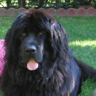 mitxelf's profile picture. Programador  frustrado, Aventurero junto a taurens, orcos, elfos y demás razas,  marido de mi mujer y padre.