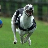 Remember, always bet on 2 greyhounds
Our forecasts for only $ 10 per day, from 2 to 4 tracks per day, canodromes from England.
Contact me