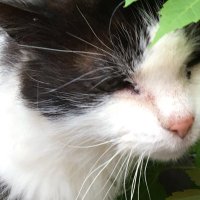 Sam A (@mrs_akes) 's Twitter Profile