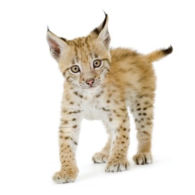 Reintroduce Eurasian Lynx to Scotland #Rewilding #LoveLynx NOT the Lynx UK Trust