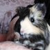 Lia's adventures- Squeaky🌈 (@bibhpsa) Twitter profile photo Lia's adventures- Squeaky🌈 (@bibhpsa) Twitter profile photo