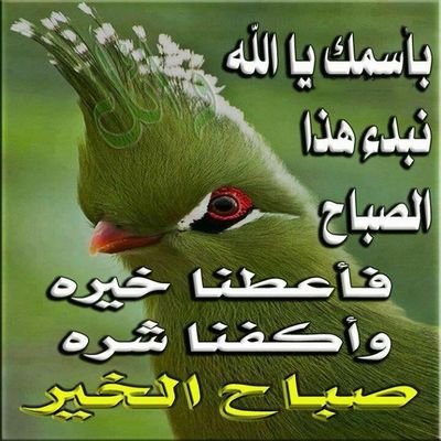 TPtcUOpdBJ2yUya's profile picture. الشعيبي الشعيبي