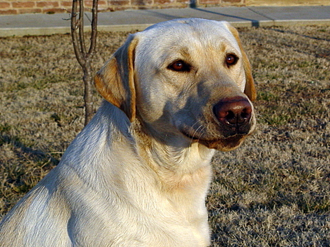 Husband, dad, and raising quality Labradors.   https://t.co/5TKCYMasmL