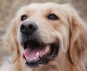 Buscafuska Profile