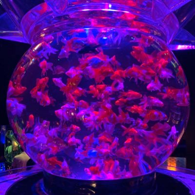 umkzw's profile picture. スピッツに始まりスピッツに終わる🤗