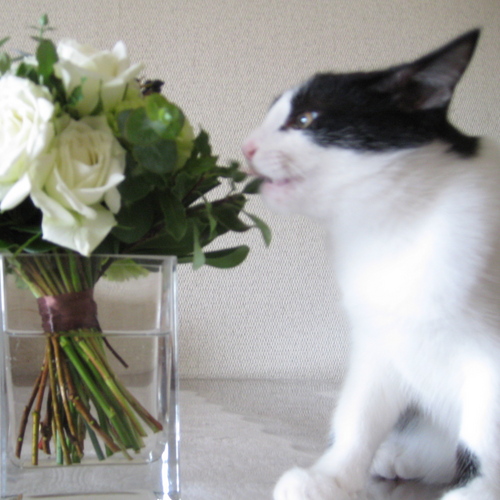花屋です。