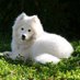 samoyed (@samoeds) Twitter profile photo