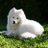 samoyed
