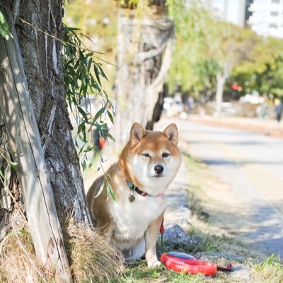 柴犬八朔 0im7i5hfqtfky00 Twitter
