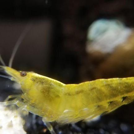 あんすも アクアリウム Unsm Aquarium Twitter