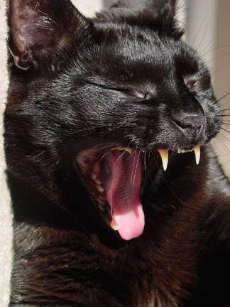 VamperKitteh's profile picture. RAWR! I am Vampire Kitteh!!
