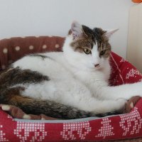 眠り猫 (@nyannko613) 's Twitter Profile