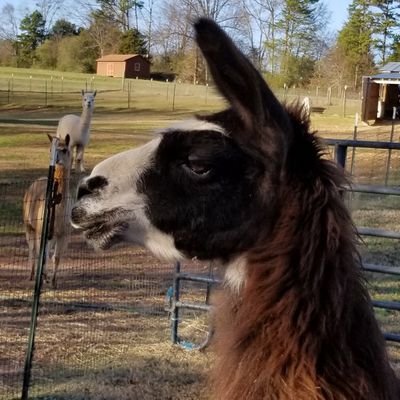 Our little farm is just that! A little of this and that. A little piece of heaven. Alpacas..Zebus..chickens...dogs