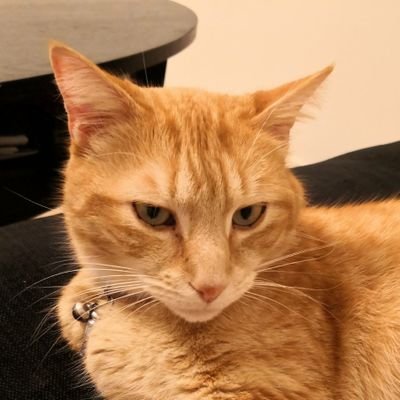 TedLePoireau's profile picture. Doit se ressaisir au 3ème trimestre.