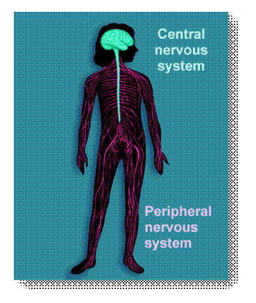 neurologyCOPIN's profile picture. 