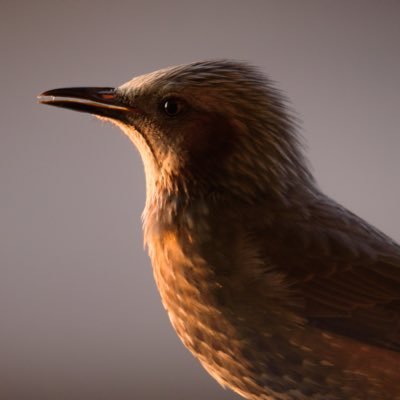 野鳥観察、野鳥撮影、カメラ（写真・動画撮影）が趣味です