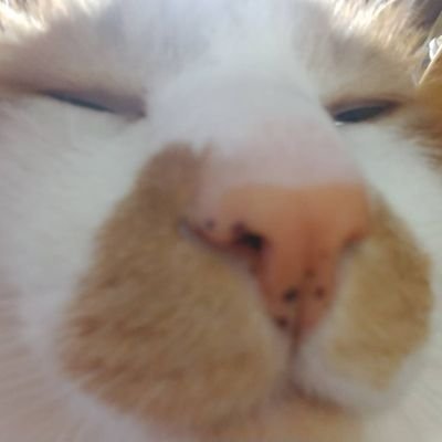 emon0w0's profile picture. 猫をもふるお仕事