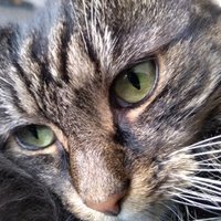 Kittylitterpicker 🏴󠁧󠁢󠁷󠁬󠁳󠁿(@Kittylitterpic1) 's Twitter Profile Photo