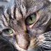 Kittylitterpicker 🏴 (@kittylitterpic1) Twitter profile photo Kittylitterpicker 🏴 (@kittylitterpic1) Twitter profile photo