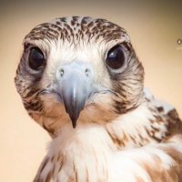 ملتقى قبيلة الرفيع ( أهل البويضا ) (@q8_alrfee3) 's Twitter Profile