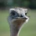 Tante Piep (@tantepiep) Twitter profile photo Tante Piep (@tantepiep) Twitter profile photo