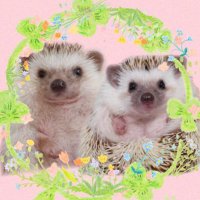 Lee∬❁*.muu×toro*. (@karin_rin12) Twitter profile photo