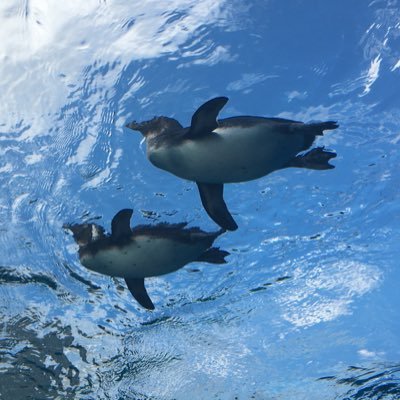 E5Hfmchiiii's profile picture. 懸賞初心者🔰ですが頑張ります！ 無言フォローおっけいです👍美容系が気になる🫣サザンファン❤︎桑田さんファン❤︎ いつも元気をもらっています。無言フォロー大歓迎！！   #サザンオールスターズ #懸賞生活 #懸賞好きさんと繋がりたい