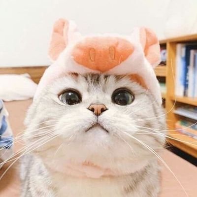 นุ้งแมวขิงแด๊ด
