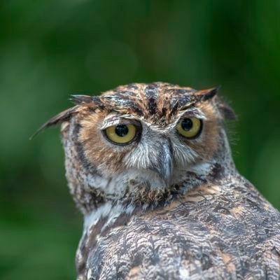 CmsVirc's profile picture. 