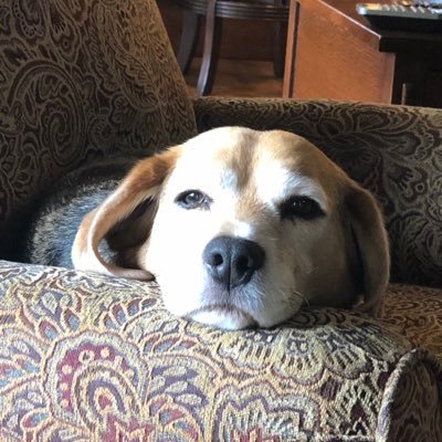 Mom, wife, horsewoman, conservative. Iowa girl living in Tennessee. Retweeted by TRUMP 😊 Go Hawkeyes! Roll Tide! DMs GET YOU BLOCKED