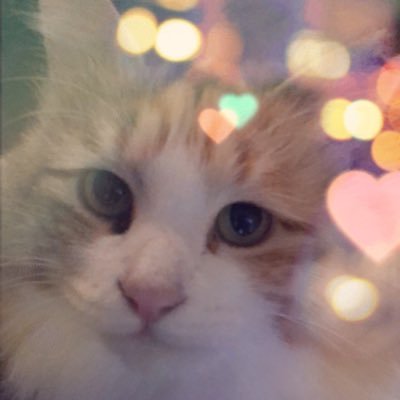 xing0happy's profile picture. 元:いなり/とっくに成人済み/風紀委員長と天才造形師への感情拗らせてた過去ある/昭和の香り漂う平成女児/🪁/すうふぁみ🎨 /FBRご自由に/⚠️超絶雑多垢につき注意！/夢垢🗝→@happy_0_bloom/アイプラ終わったの悲しみ/審神者４年生