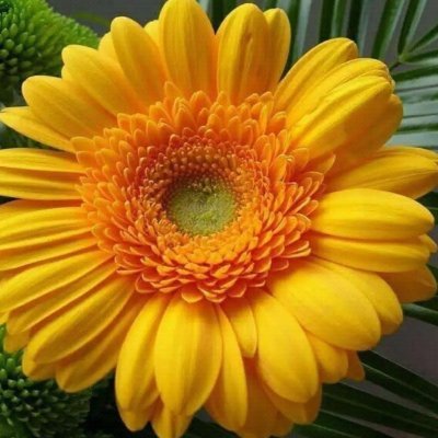 Greenar85359714's profile picture. 