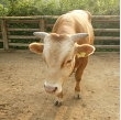 followcow's profile picture. 소를 팔로우하란 말이야. 그게 소셜네트워킹이야! 미국산 아닙니다. 한우입니다.