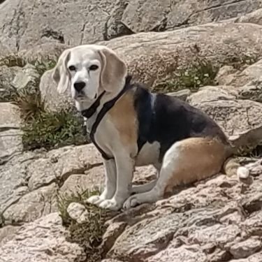 ChipPetrie's profile picture. Retired PhD chemist, 40 years in pharma and biotech. political junkie, love dogs especially beagles. Beagle daddy to Holly, born 12Oct20.