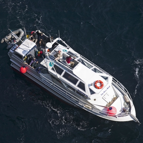 Dunter III is a 12m alloy launch, purpose-built for Seabirds and Seals, to cruise in comfort to Shetland’s seabird cities and seal colonies, all year round.