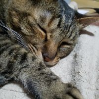 やま☆のう (@yamanoudd) 's Twitter Profile Photo