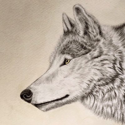 ショウ V Twitter シンリンオオカミのアンコとキナコの尻尾をモデルに箸を作ってみた 黒が少し濃い方 上 がアンコ